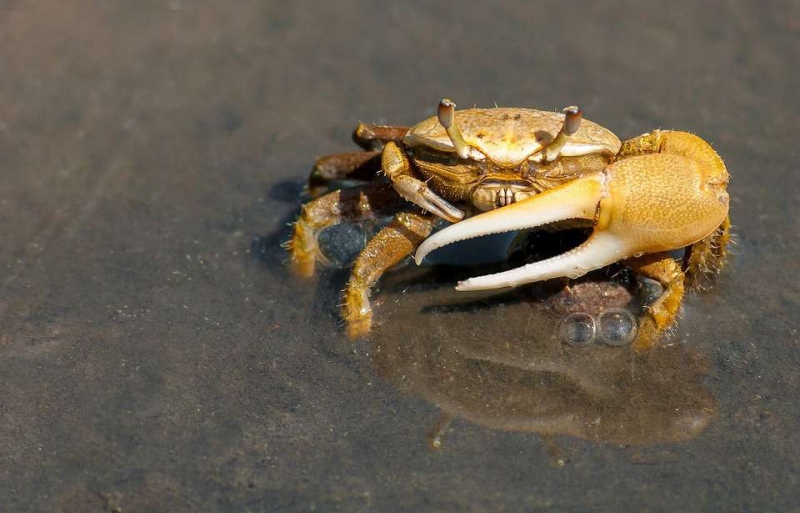 孕妇吃螃蟹可能导致流产哪些人不适宜吃螃蟹